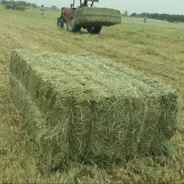 Rhode grass hay